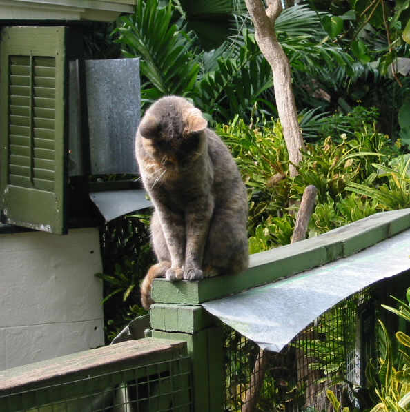 Hemingway six toed polydactyl Cats