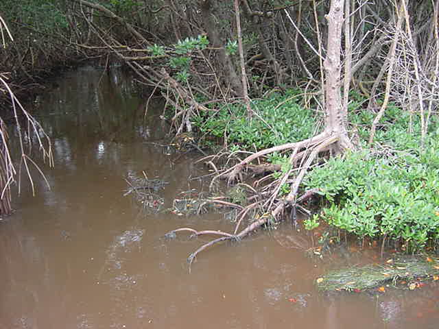 Mangroves Sanibel Island Florida